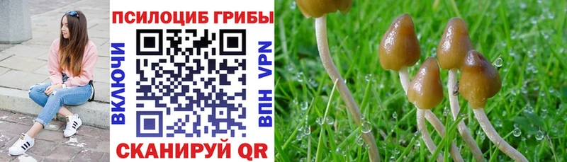 Псилоцибиновые грибы Psilocybe  blacksprut   Фокино 
